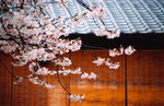 kyoto05
