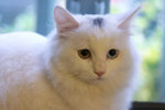 image0003