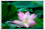 IMG_8890