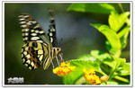 逹����
CRW_9711 copy