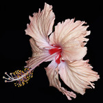 P4292422
