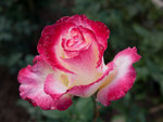 P1050359