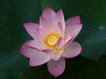 P5293364