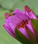 P2234338