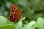 Abisara echerius ????? 2003_0720_174927 ??