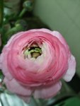 DSCF1293