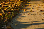 IMG_151550_2