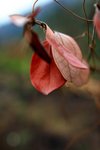 IMG_0008