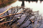 f80_reala100_nsw_004