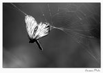 img10b_9597