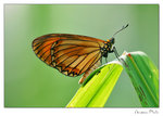 img10a_7049