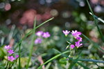 IMG_0015