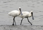 
NSW_bird_01