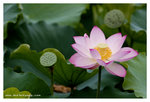 CRW_2460