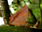 Charaxes marmax - �g�潺