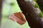 Discophora sondaica - �񲴤�����