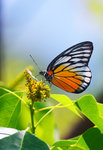 Prioneris philonome -���ӿ�����
