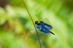Rhyothemis triangularis - �T���R�ͻf - ����