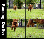 running dordor