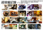 cats stay