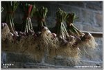 IMG_8261