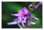 Calanthe sylvatica ����������3