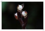 Hetaeria cristata�զ�½�B��0908301