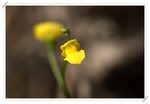 Utricularia exoleta ????3