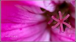 IMG_6356