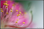 DPP_0001a