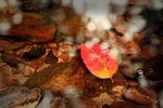 IMG_7249