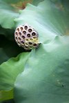 09Jul01_Lotus01