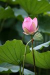 09Jul01_Lotus03