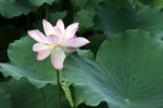09Jul01_Lotus04