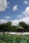 09Jul01_Lotus05