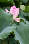 09Jul01_Lotus06