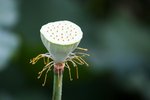 09Jul01_Lotus07