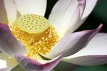 09Jul01_Lotus09
