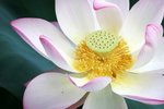 09Jul01_Lotus10