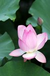 09Jul01_Lotus11