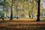 



Autumn Leaves