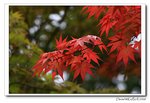 IMG_2585