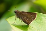 1CRW_9542