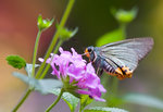 aIMG_3557