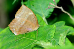 
鳳眼方環蝶 Common Duffer  
