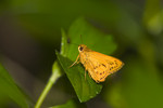 
紅翅長標弄蝶 Greenish Palm Dart 


