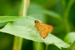 

長標弄蝶 Genus Telicota