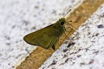 IMG_6698