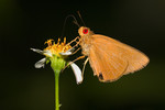 1CRW_9505