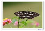 IMG_4291